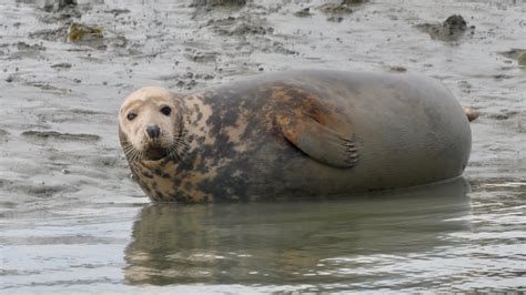 seal watching chichester harbour.